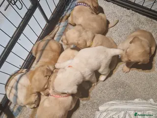 Labrador Retriever dogs 8 golden/fox red labradors - Advert 12