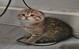 Scottish Fold cats for sale: Full TICA reg Scottish fold ready now london  - Image 8