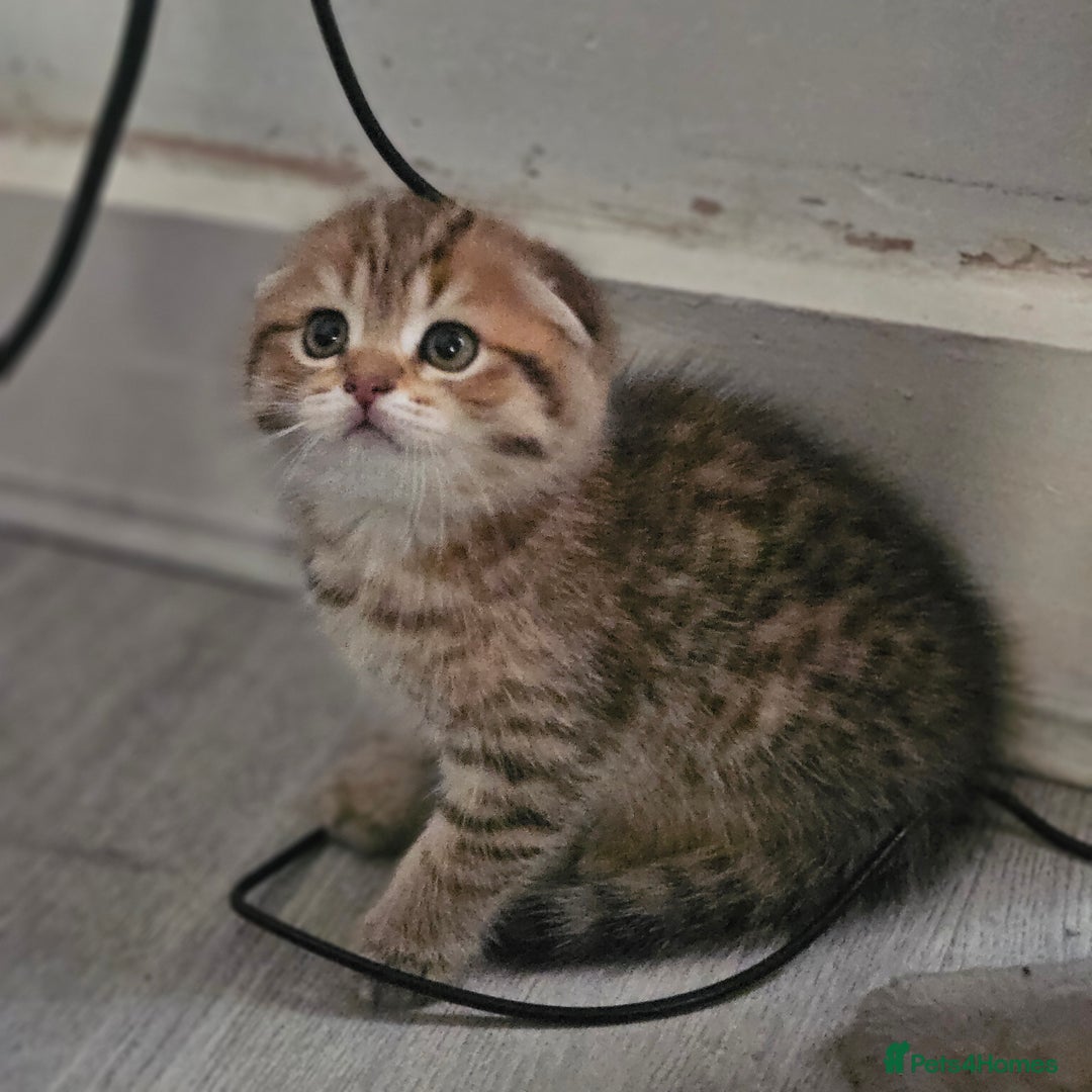Scottish Fold cats for sale: Full TICA reg Scottish fold ready now london  - Image 8