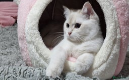 British Shorthair cats for sale: Pedigree British shorthair boy, Champion parents.  - Image 18