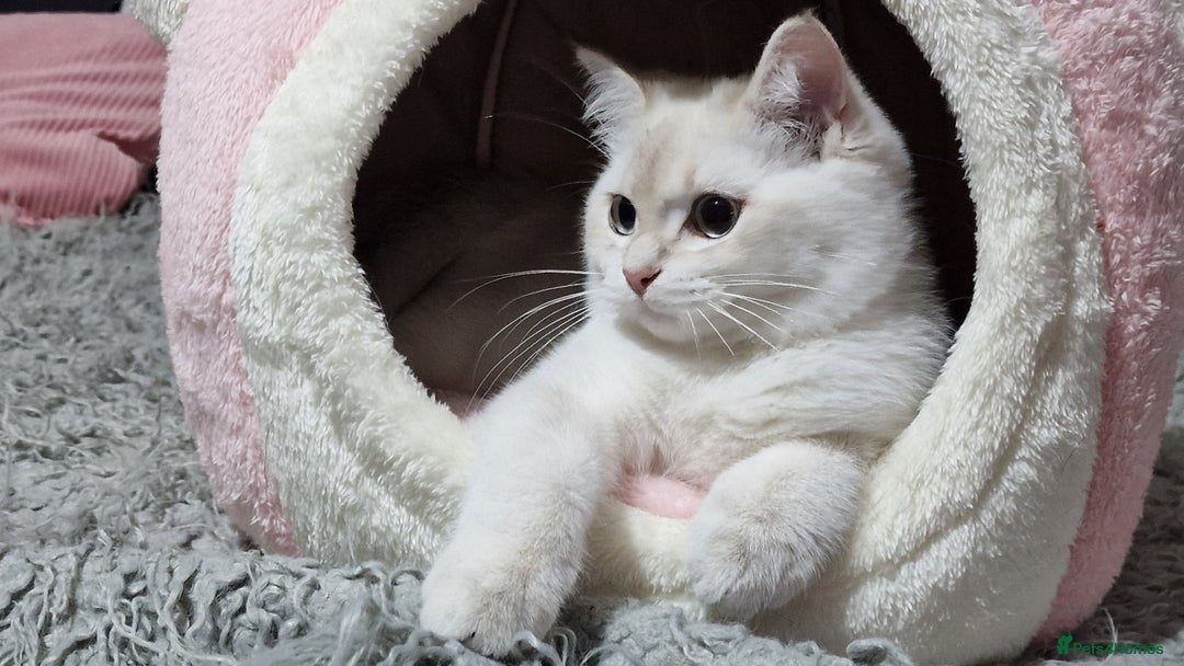 British Shorthair cats for sale: Pedigree British shorthair boy, Champion parents.  - Image 18