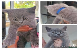 British Shorthair cats for sale: British Shorthair kittens  - Image 2