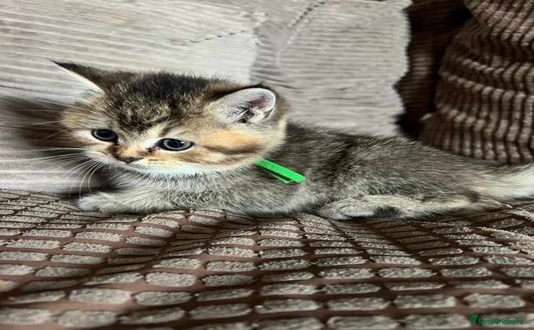 British Shorthair cats British shorthair kittens - Advert 10