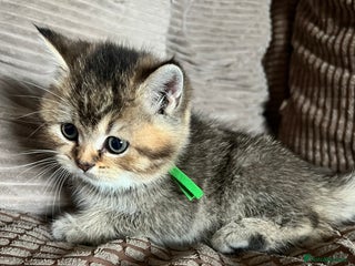British Shorthair cats British shorthair kittens - Advert 8
