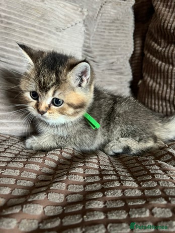 British Shorthair cats British shorthair kittens - Advert 10