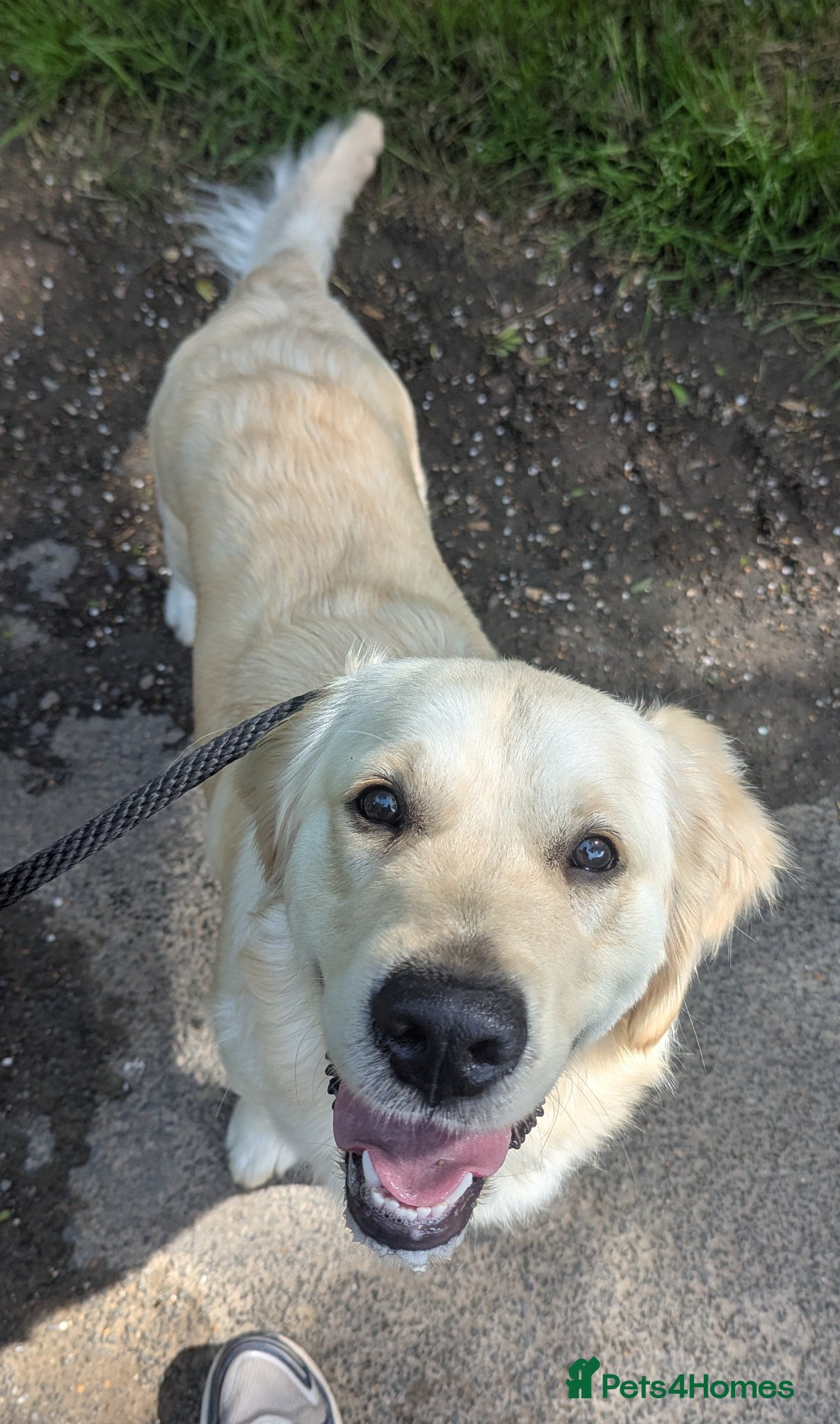 Golden Retriever dogs for sale: Gorgeous female golden retriever Georgie  - Advert 2