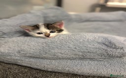 Mixed Breed cats for sale: Beautiful kittens ready for 5/11/28 - Image 3