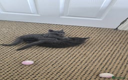 Russian Blue cats for sale: Gorgeous Russian Blue kittens - Image 4