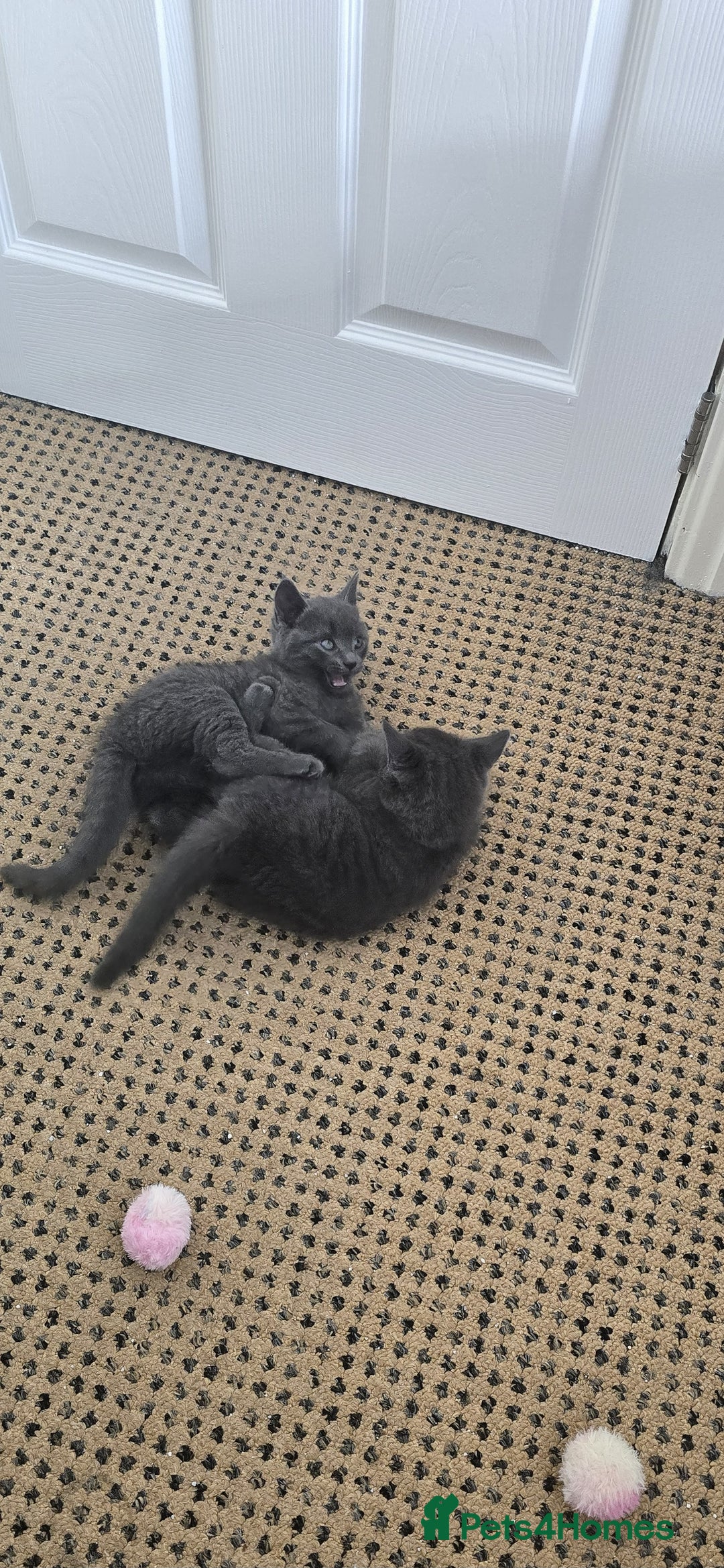 Russian Blue cats for sale: Gorgeous Russian Blue kittens - Image 4