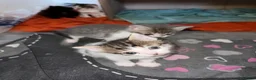 Mixed Breed cats for sale: Kittens for sale - Advert 11