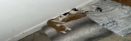 Ragdoll cats for sale: Ragdoll mix - Advert 8