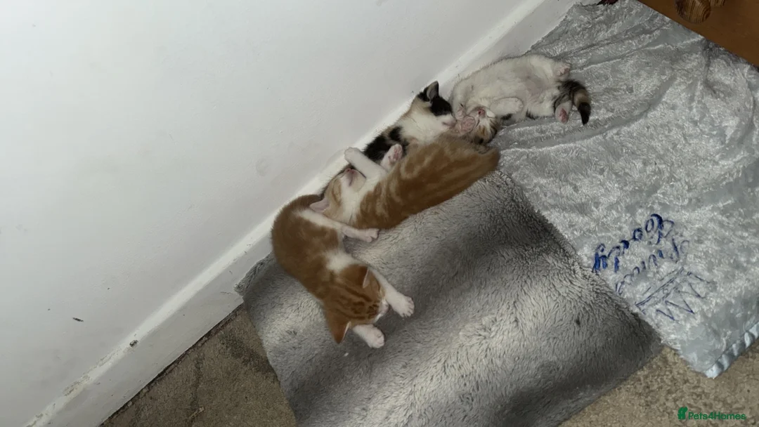 Ragdoll cats for sale: Ragdoll mix - Advert 8