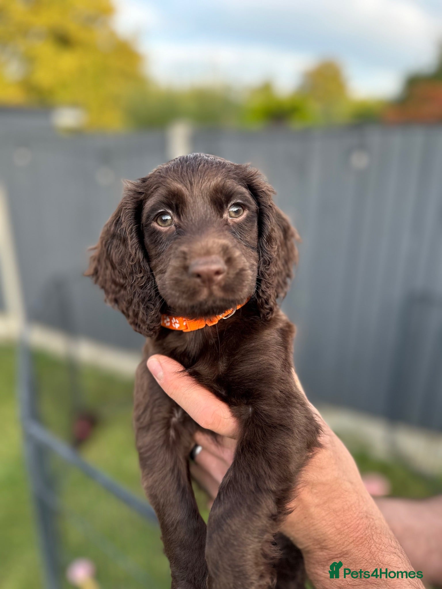 Cocker Spaniel dogs Working Cocker Spaniel Puppies  - Advert 1