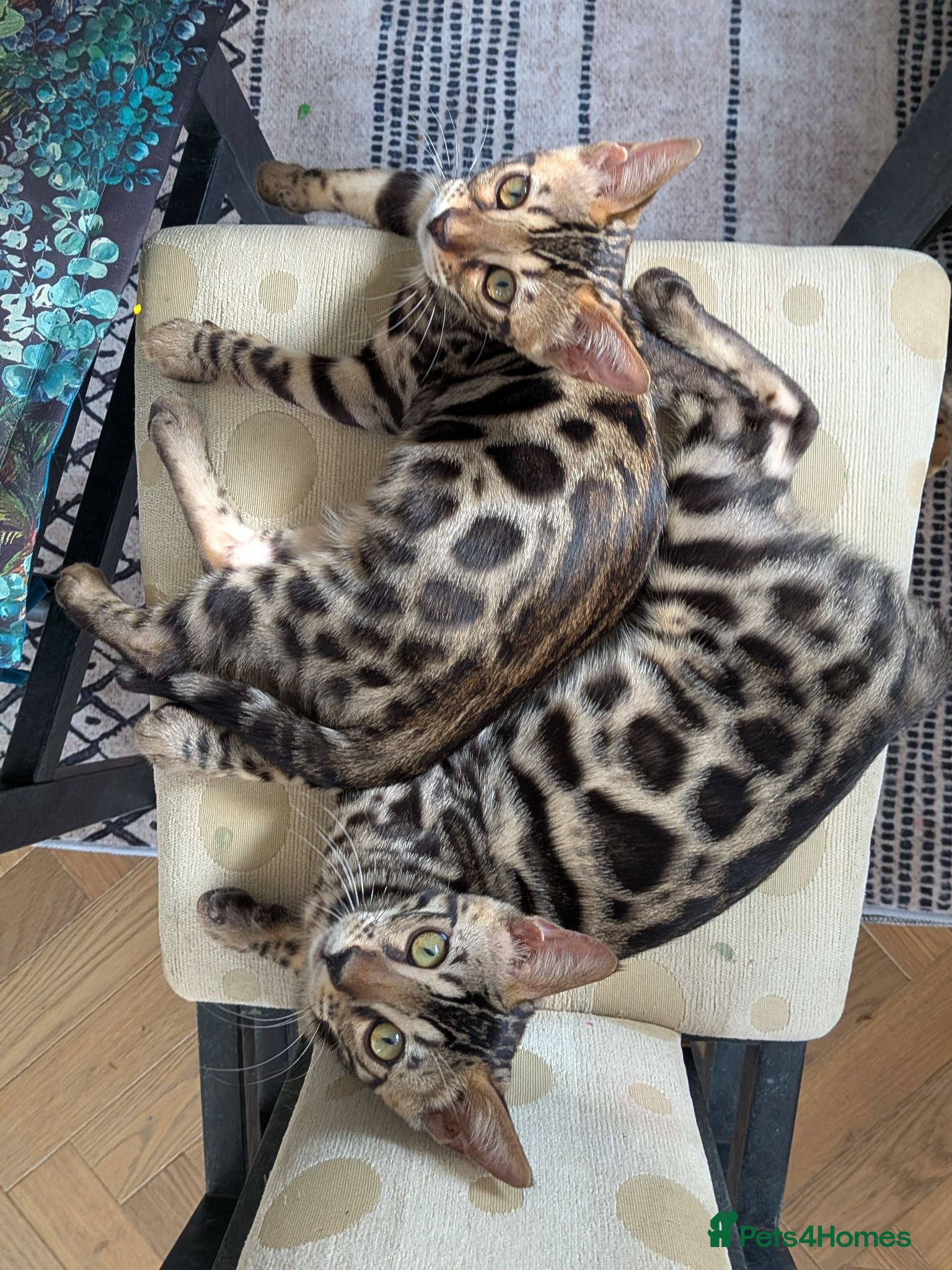 Bengal cats Bengal kittens TICA registered Purebred  - Advert 1