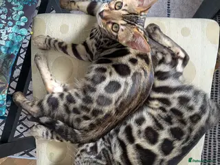 Bengal cats Bengal kittens TICA registered Purebred - Advert 1
