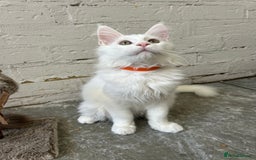 Maine Coon cats for sale: Pedigree TICA Reg Mine coon kittens  - Image 10