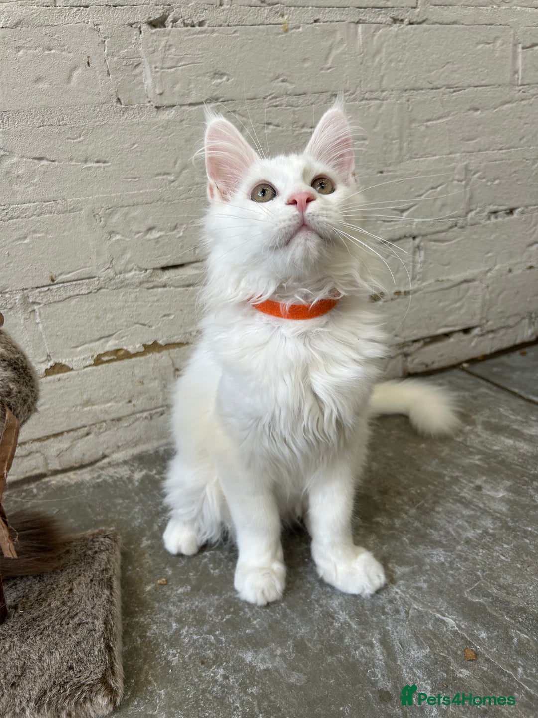Maine Coon cats for sale: Pedigree TICA Reg Mine coon kittens  - Image 10