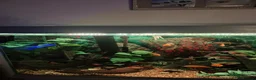 Other/Mixed Breed fish for sale: Tony  in Saint Helens - Advert 4