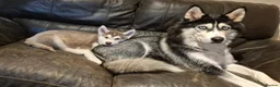 Siberian Husky dogs for sale: Fluffy & Smart Siberian Huskies 2 girls left - Advert 9
