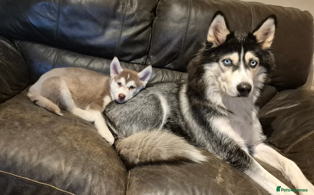 Siberian Husky dogs for sale: Fluffy & Smart Siberian Huskies 2 girls left - Advert 9