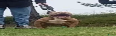 American Bully Puppy 1