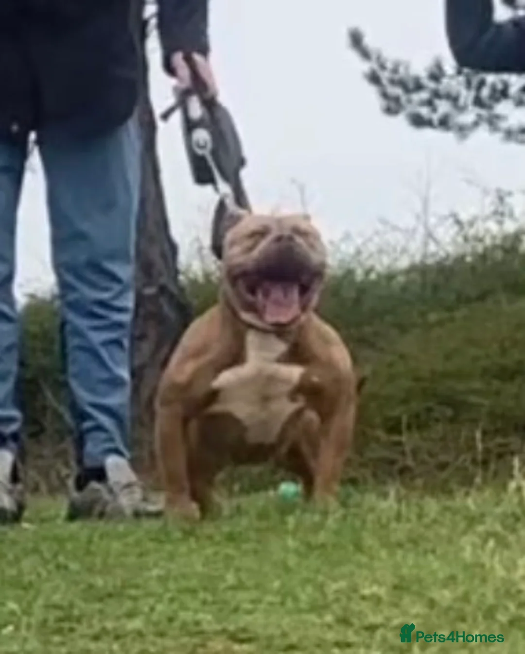 American Bully dogs for sale: American pocket bully (fawn) - Advert 2