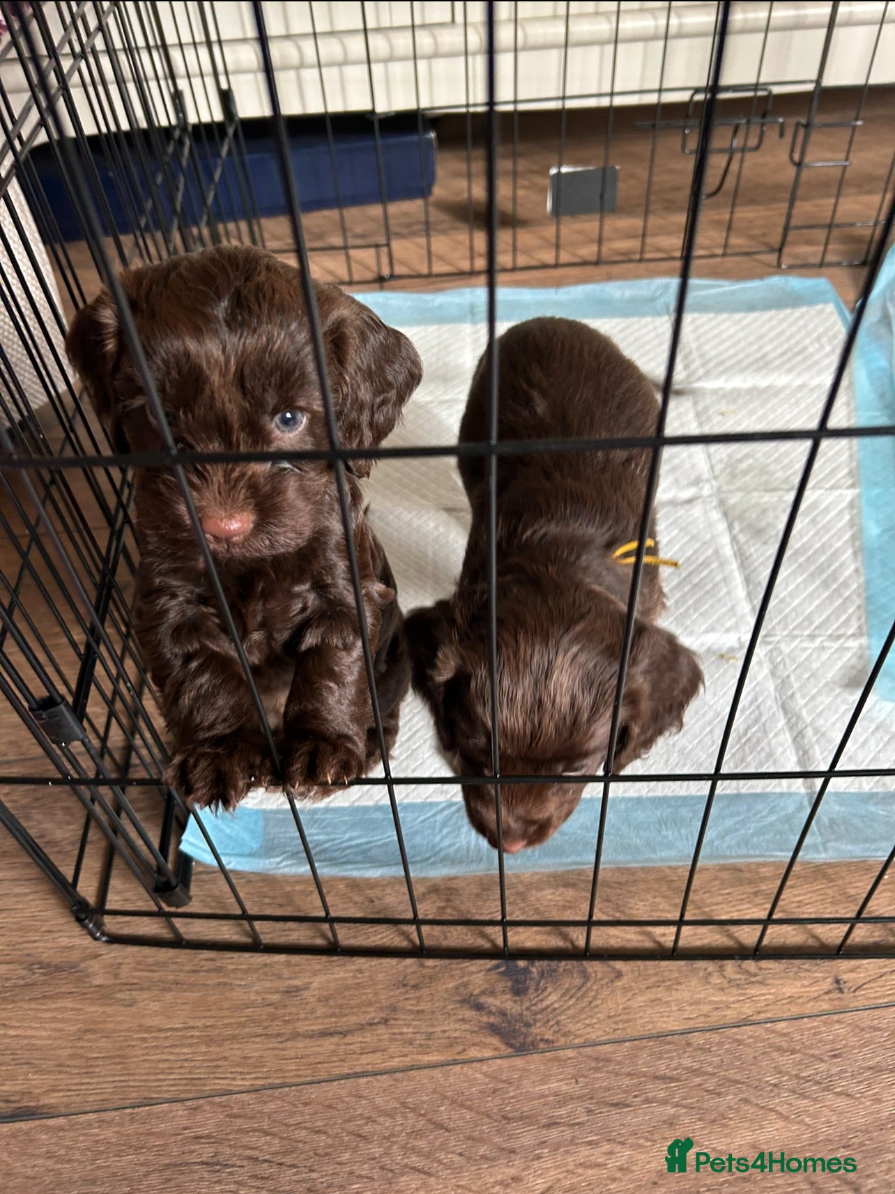 Cockapoo dogs 8 beautiful F1 B Cockapoos for sale  - Advert 2