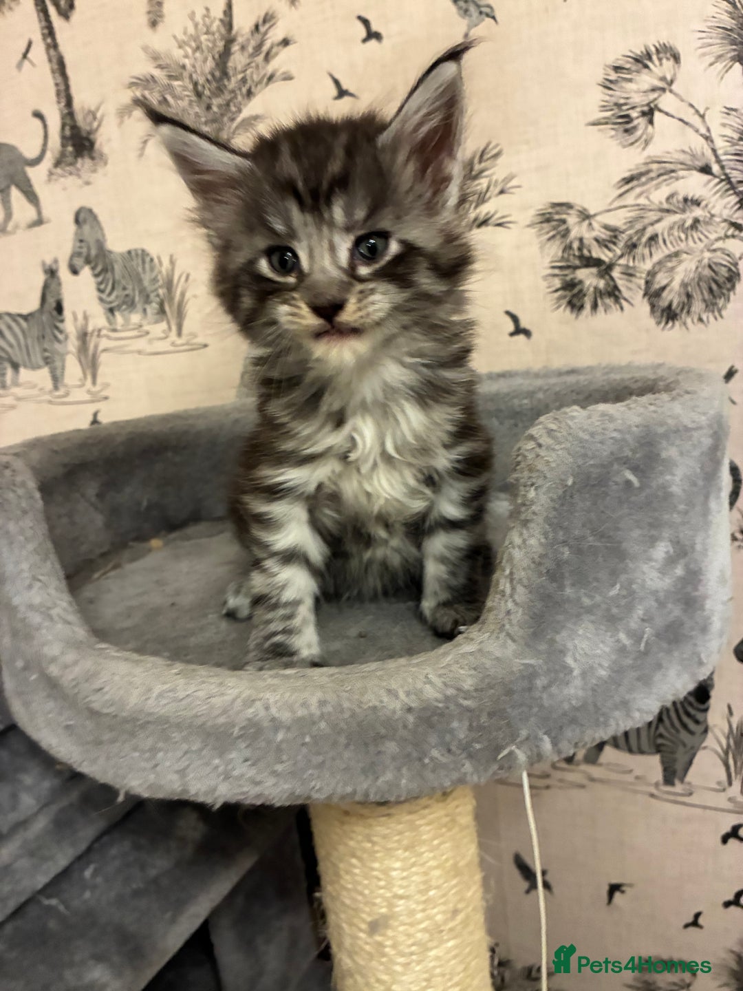 Maine Coon cats for sale: Maine Coon Kittens - Advert 21