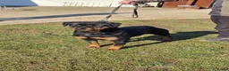 Rottweiler dogs for sale: Rottweiler  - Advert 4