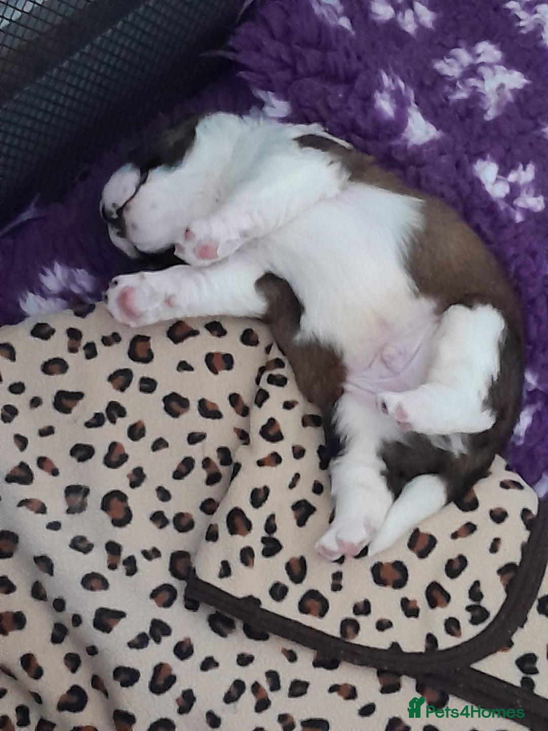 Saint Bernard dogs for sale: 2 beautiful boys for sale - Advert 12