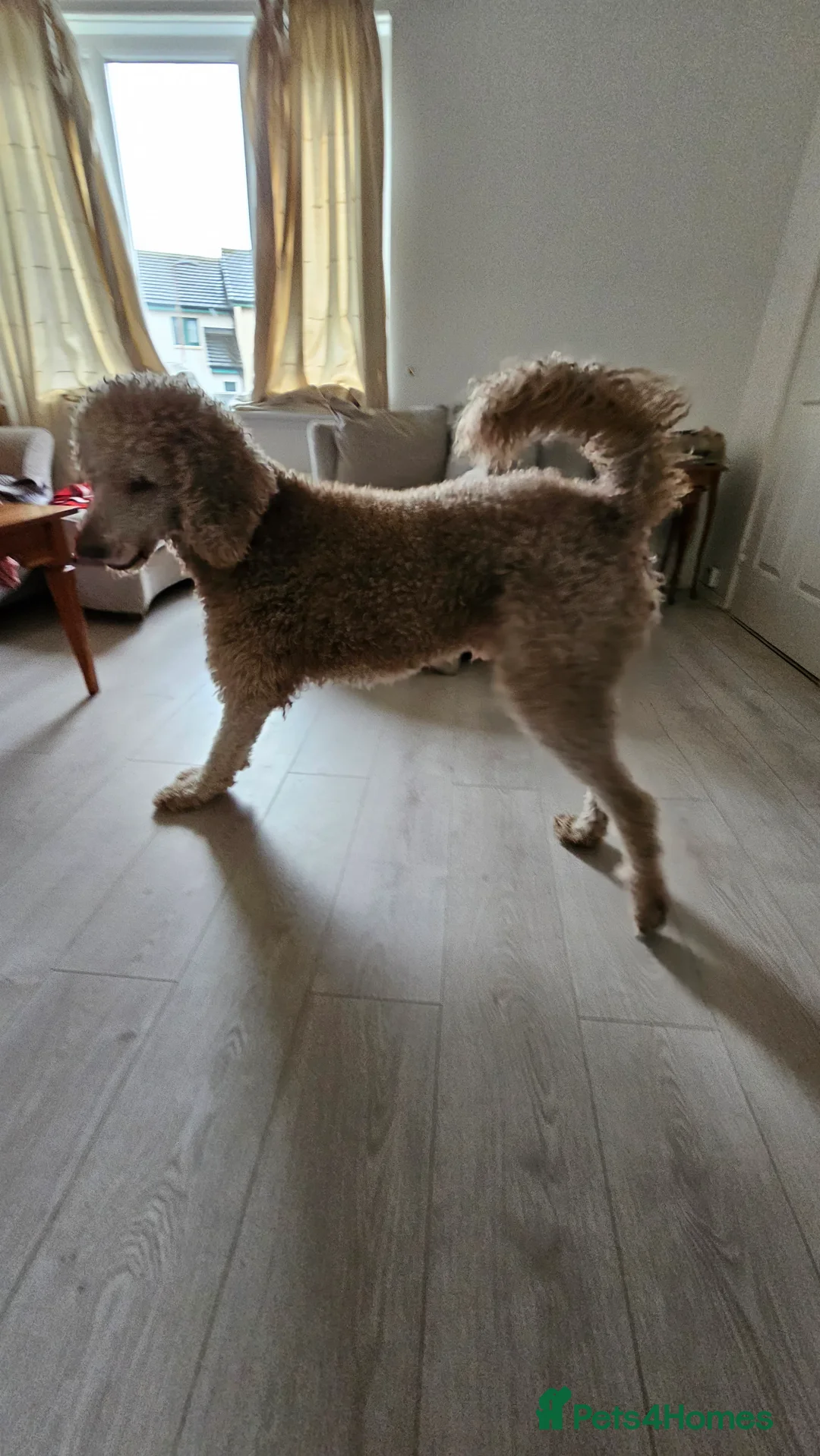 Standard Poodle dogs for stud: Standard Poodle for Stud - Advert 2