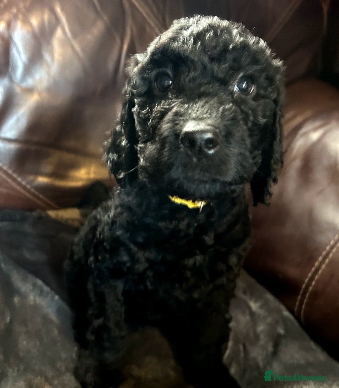 Labradoodle dogs for sale: stunning F2 labradoodle puppies... Available now - Advert 9