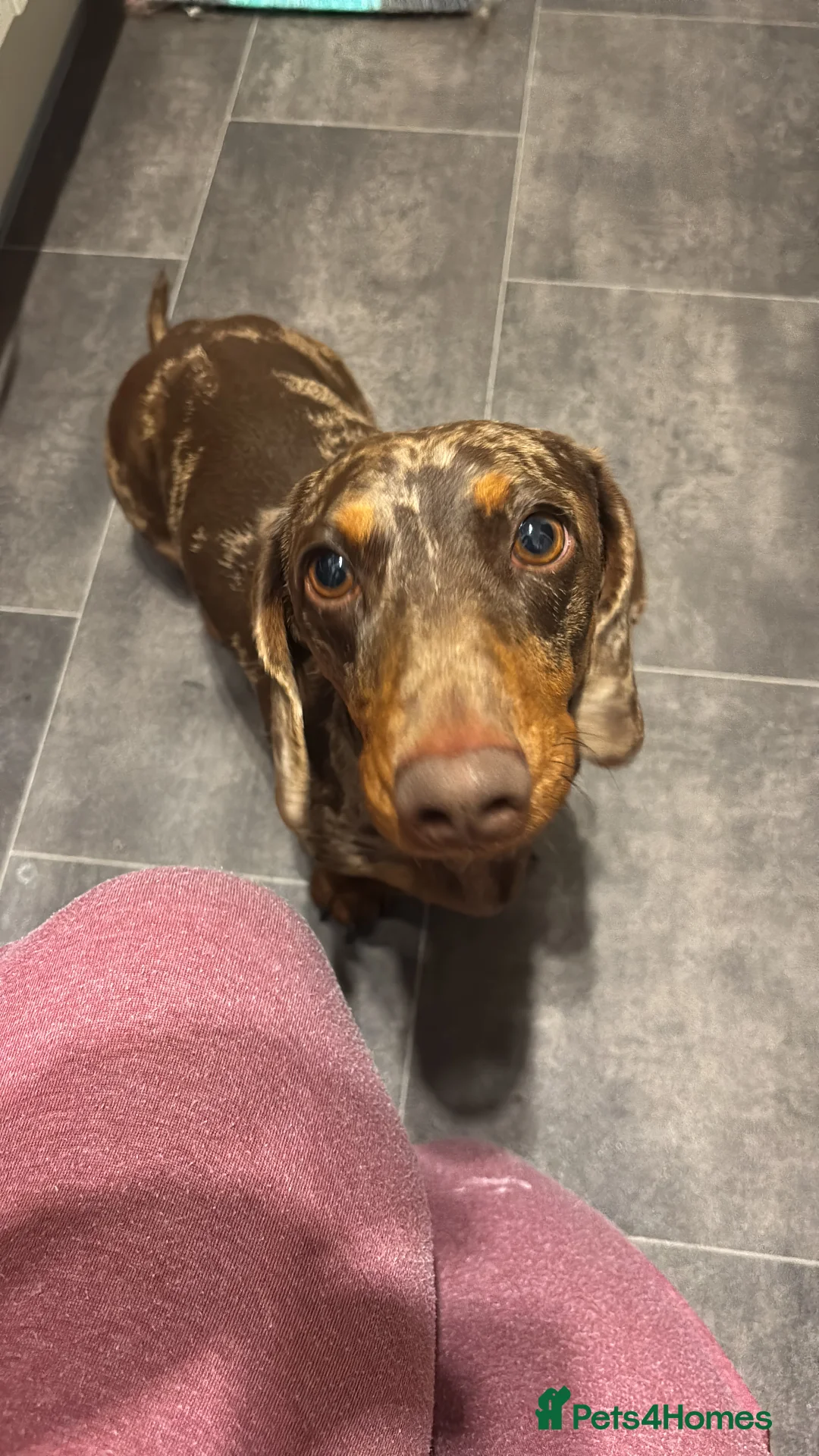 Dachshund dogs for stud: Banksy aged 2 - Advert 2