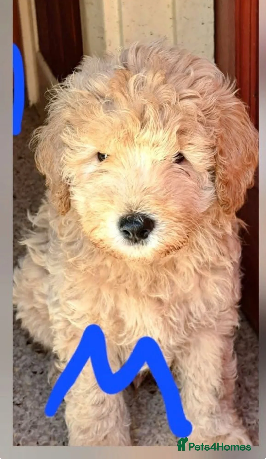 Mixed Breed dogs for sale: Cockapoo(Mum)xCavapoochon (Dad) Puppies in Bradford - Advert 2