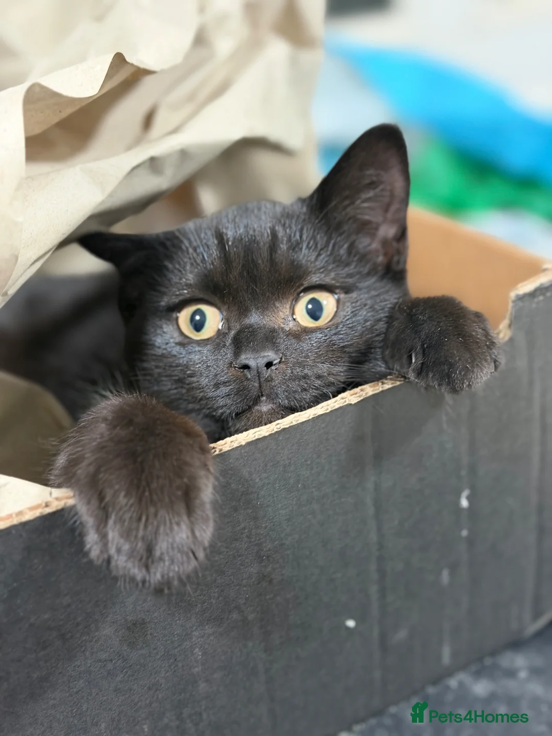 British Shorthair cats for sale: British short hair male kitten  - Advert 2