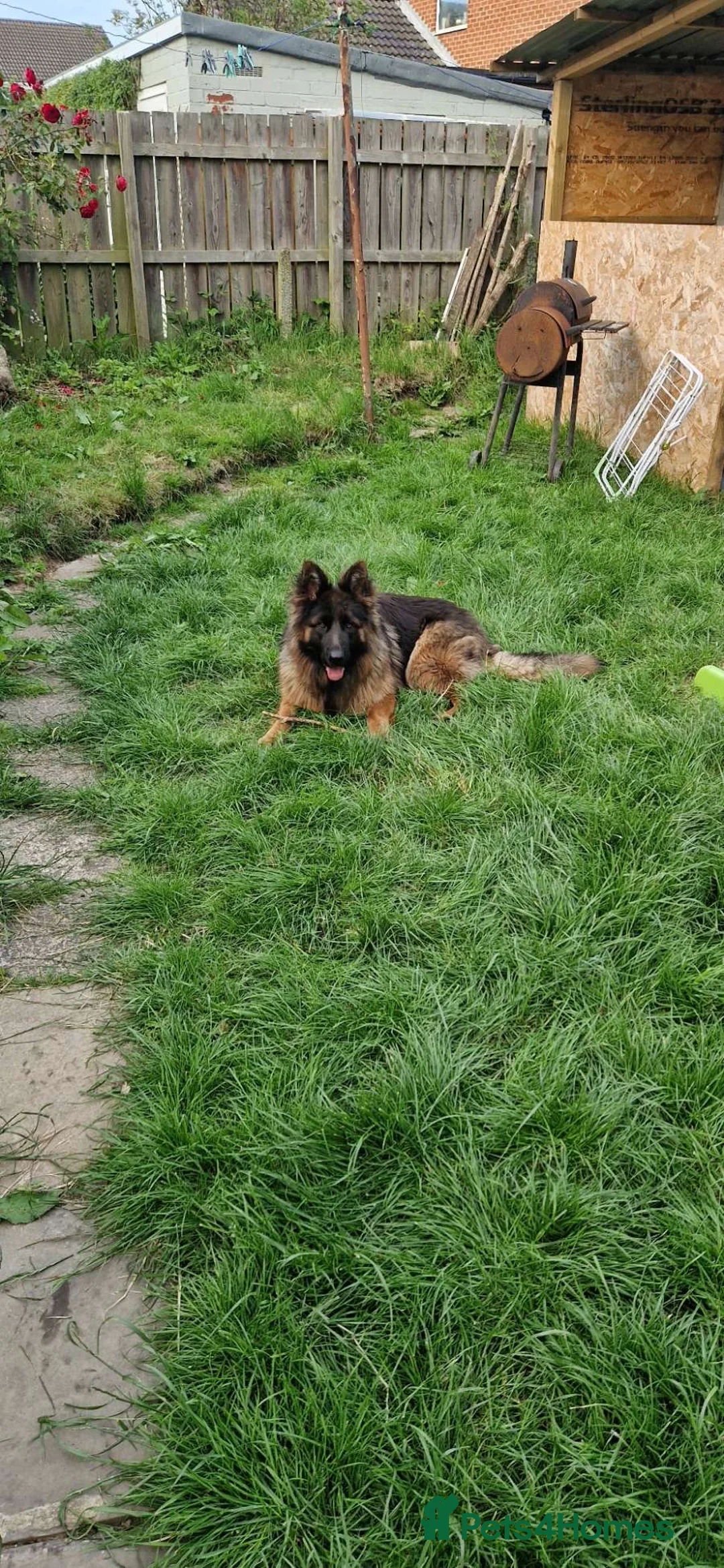 German Shepherd dogs for sale: 2 German Shepherd - Advert 1