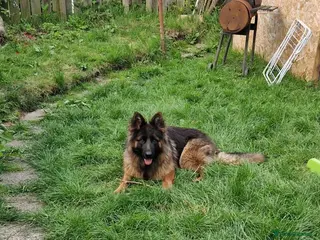 German Shepherd dogs 2 German Shepherd - Advert 3