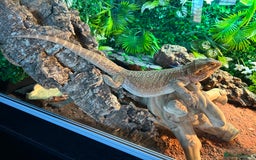 Bearded Dragon reptiles for sale: Bearded Dragon and full set up  - Image 8