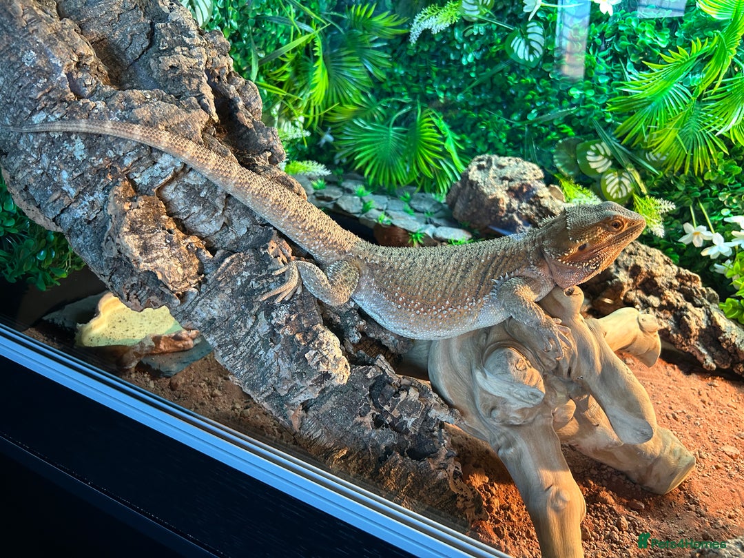 Bearded Dragon reptiles for sale: Bearded Dragon and full set up  - Image 8