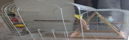 Budgerigars birds for sale: Female Budgie  in Bolton - Advert 4