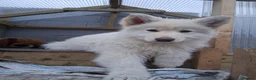Mixed Breed dogs for sale: WhIte Shepherd Puppies - Advert 3