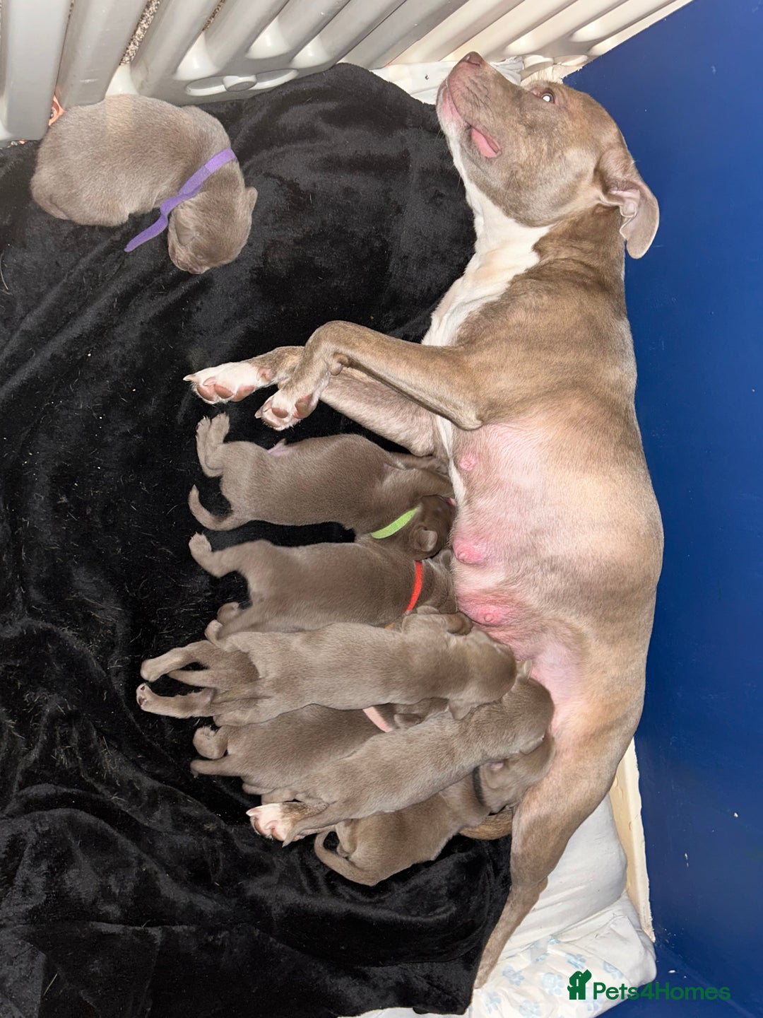 Mixed Breed dogs for sale: Staffadors staffy x labs  - Advert 5