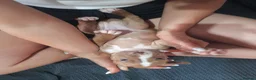 Mixed Breed dogs for sale: 11 alpha blue bulldogs ready to leave now - Advert 3