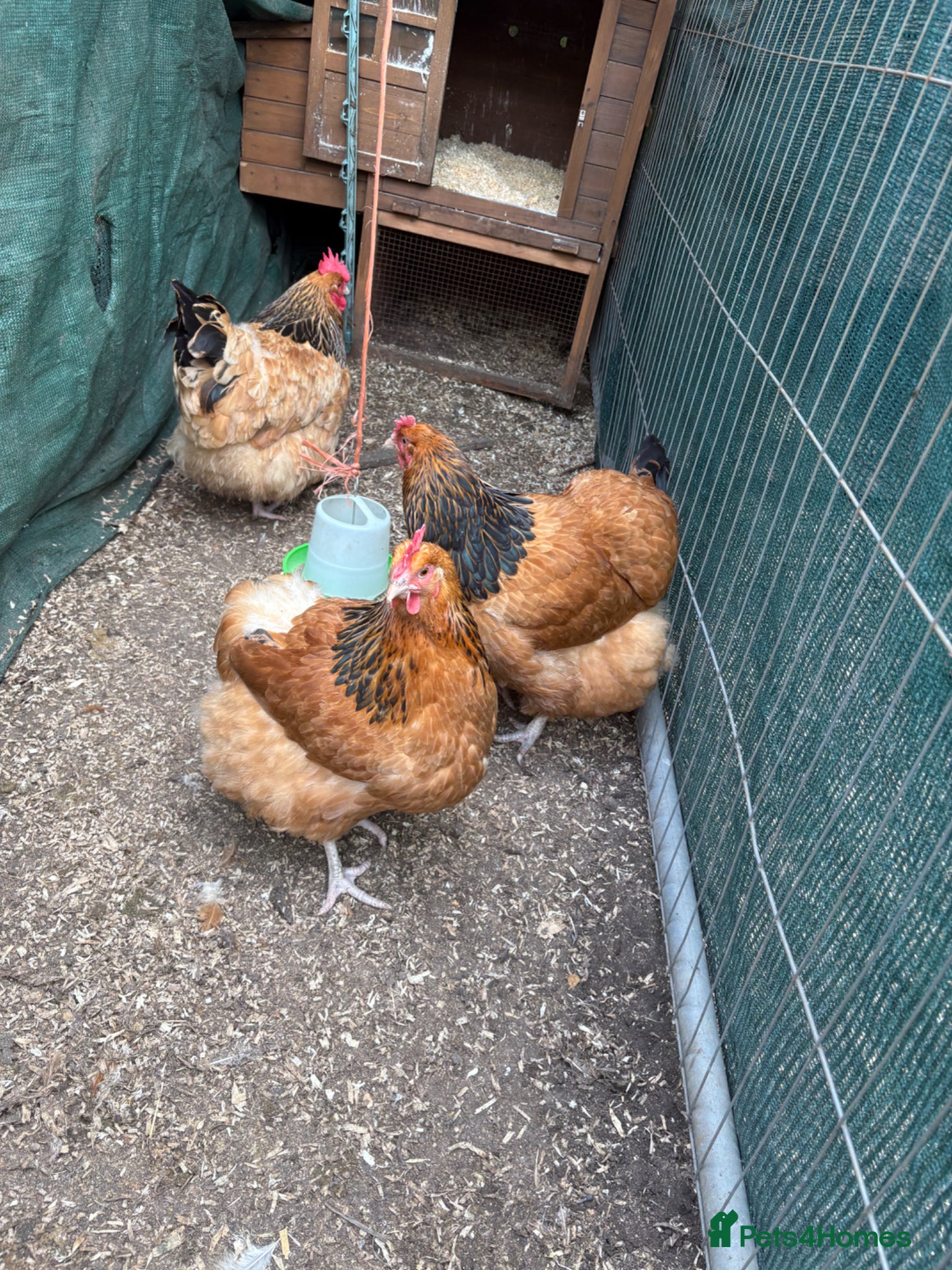 Chickens poultry Buff Sussex hens - Advert 1