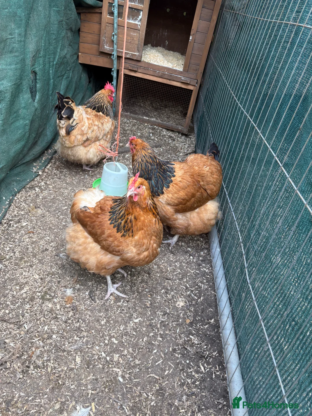 Chickens poultry for sale: Buff Sussex hens - Advert 1