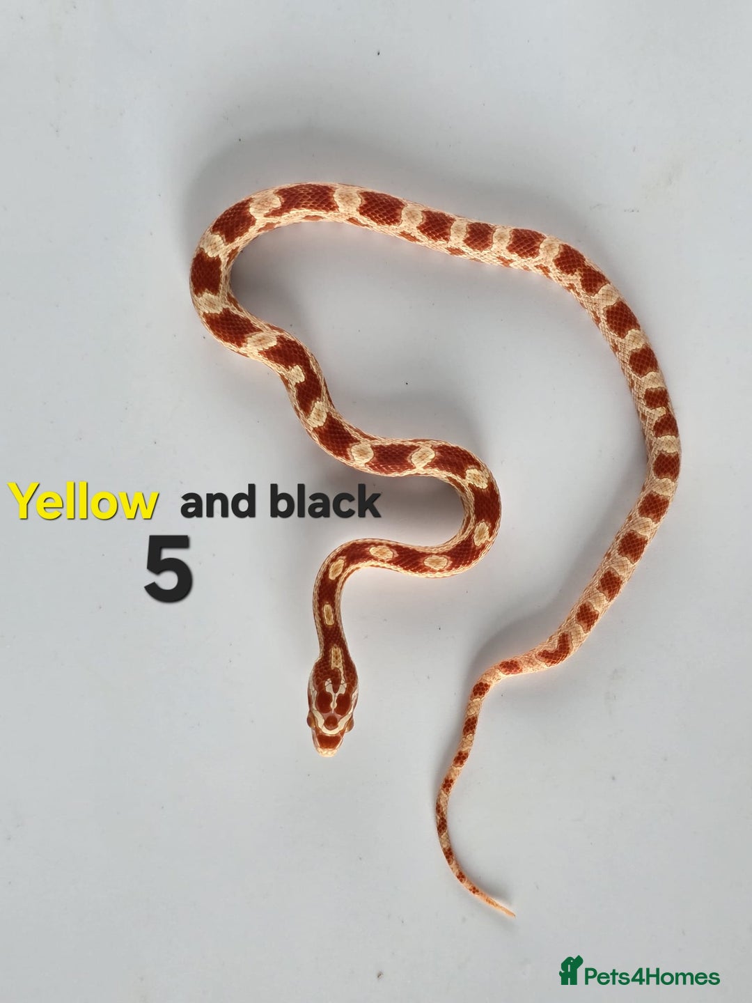 Corn Snake reptiles for sale: Baby Cornsnakes  - Advert 30