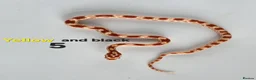 Corn Snake reptiles for sale: Baby Cornsnakes  - Advert 25