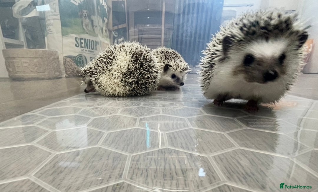 Pygmy Hedgehog rodents for sale: Young, Sweet, Friendly, African Pygmy Hedgehog's  - Advert 3