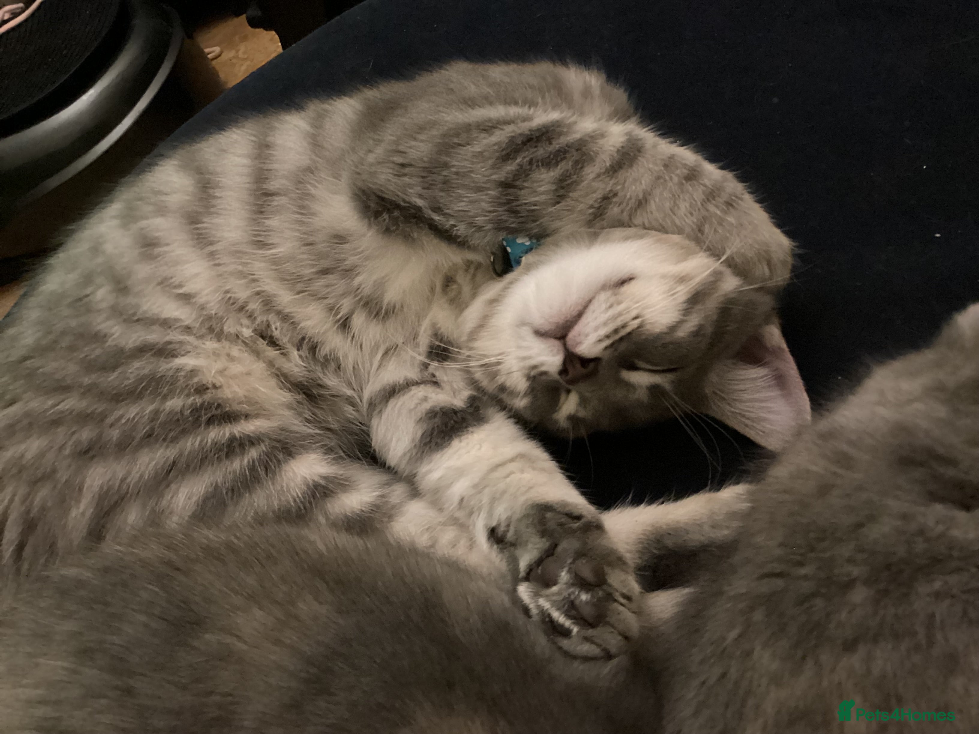 Mixed Breed cats for sale: Ragdoll x kittens - Advert 2