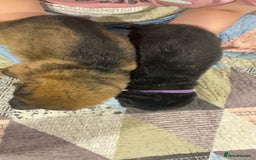 German Shepherd dogs for sale: This gorgeous boy needs a chance  - Image 7